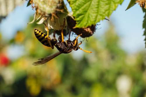 Wasp on an unripe raspberry bush 3