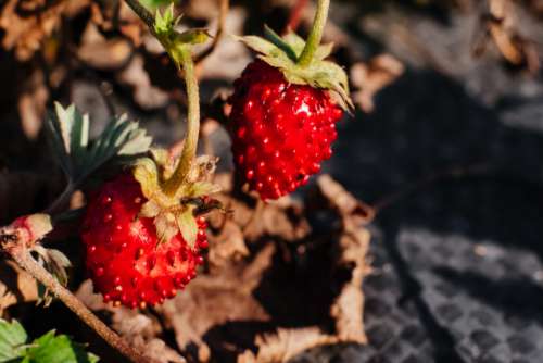 Ripe wild strawberry fruit closeup 2