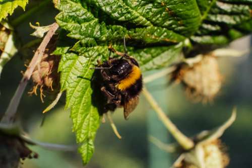 Bumblebee on an unripe raspberry bush