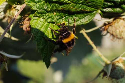 Bumblebee on an unripe raspberry bush 2