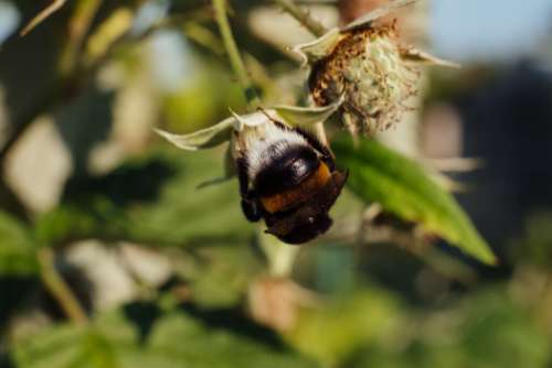 Bumblebee on an unripe raspberry bush 3