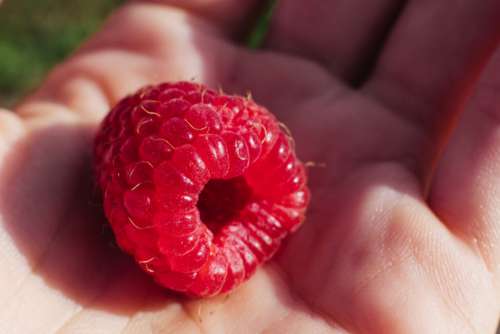 Raspberry fruit in hand closeup