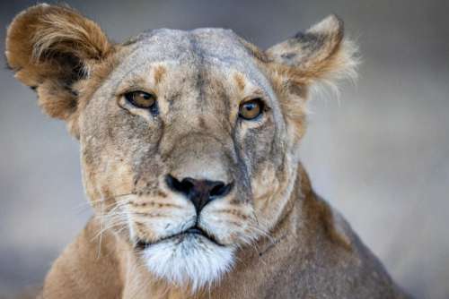 Lion Animal Portrait Free Stock Photo