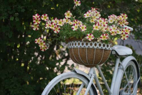 Old Bicycle Flowers Free Stock Photo