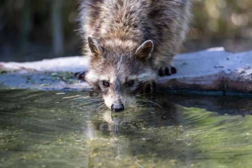 Raccoon Animal Wild Free Stock Photo