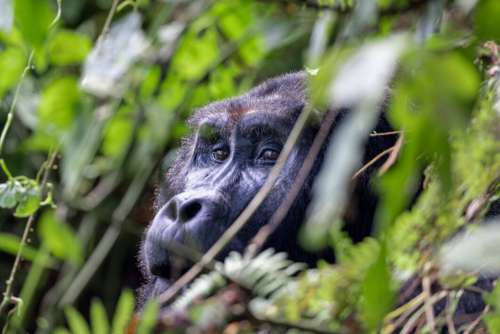 Gorilla Animal Jungle Free Stock Photo
