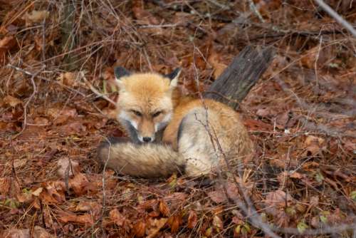 Fox Animal Nature Free Stock Photo