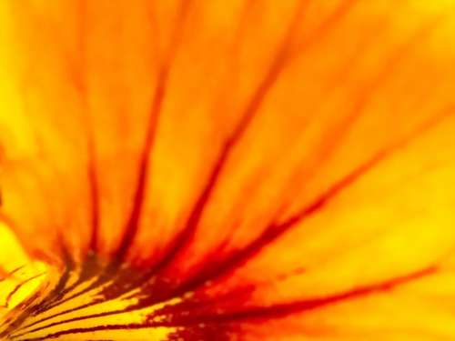 Flower Macro Texture Free Stock Photo