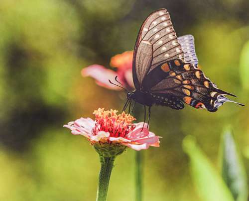 Butterfly Insect Garden Free Stock Photo