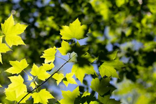 Leaves Pattern Tree Free Stock Photo