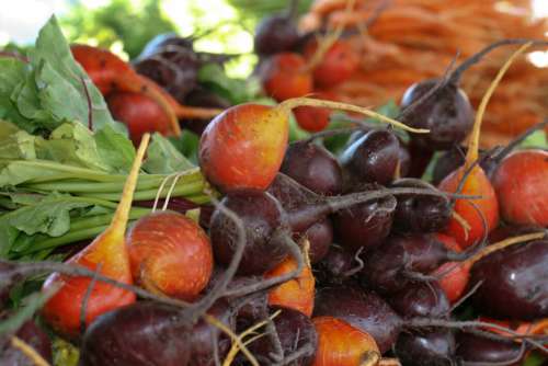 Garden Vegetables Fresh Free Stock Photo