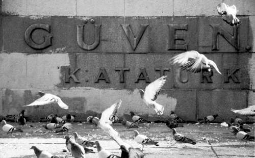 Photo Of Pigeons Against A Cement Wall In Monochrome Photo