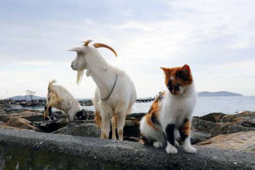 White Goats And A White And Black Cat Photo