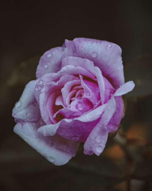 Macro View Of A Wet Pink Rose With Water Droplets Photo