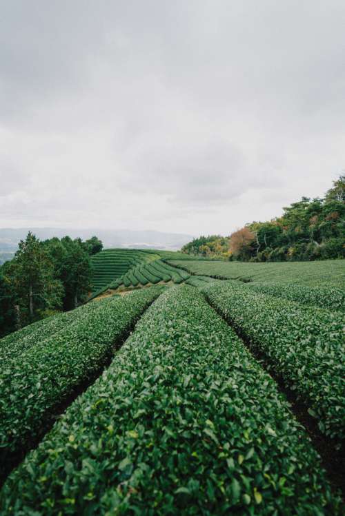 Green Plants Grow In Lines On Rolling Hills Photo