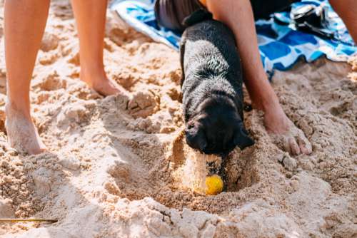 Black pug playing at the beach with its owners 3