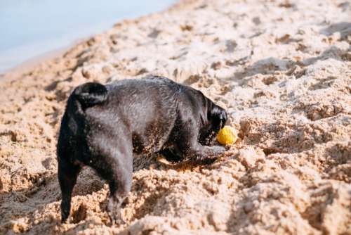 Black Pug playing at the beach 2