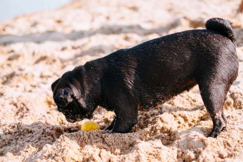Black Pug playing at the beach 3