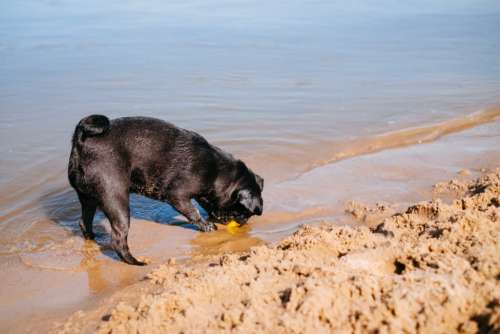 Black Pug playing at the beach 4