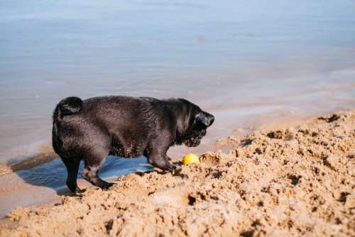 Black Pug playing at the beach 5
