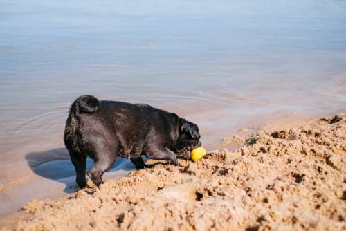 Black Pug playing at the beach 6
