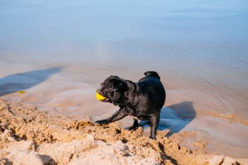 Black Pug playing at the beach 9