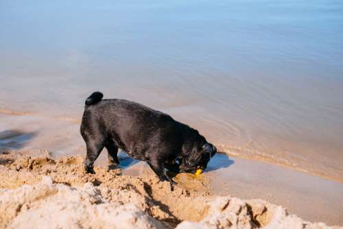 Black Pug playing at the beach 10