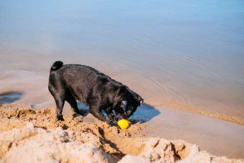 Black Pug playing at the beach 11