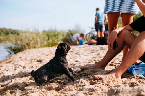 Black Pug playing at the beach with its owners