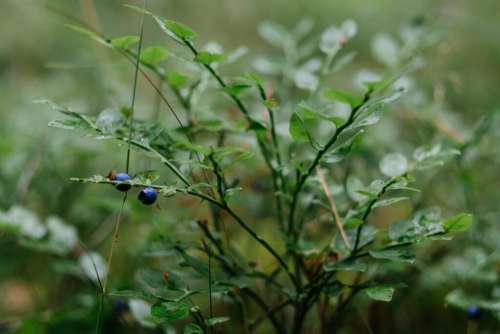 Wild blueberries bush 4