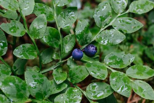 Wild blueberries bush closeup 2