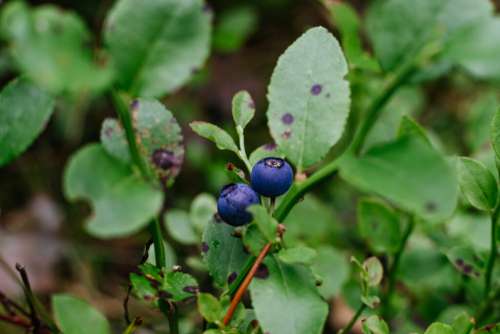 Wild blueberries bush closeup 3