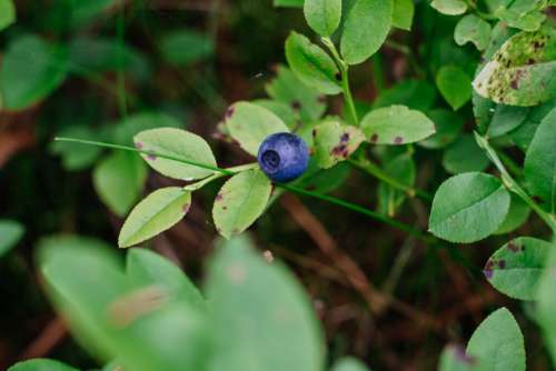 Wild blueberries bush closeup 5