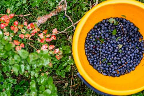 Wild blueberries in a bucket
