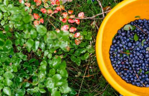 Wild blueberries in a bucket 2