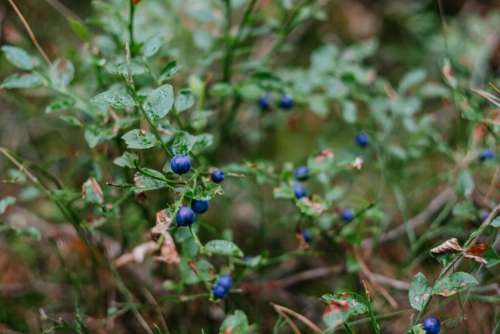 Wild blueberries bush 2