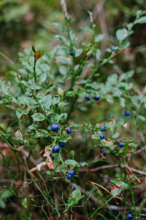 Wild blueberries bush 3
