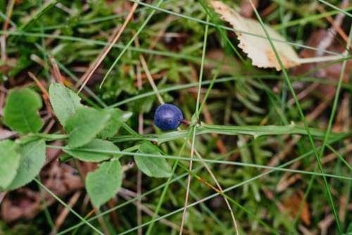Wild blueberries bush closeup
