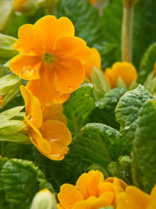 Orange Flowers Garden Free Stock Photo