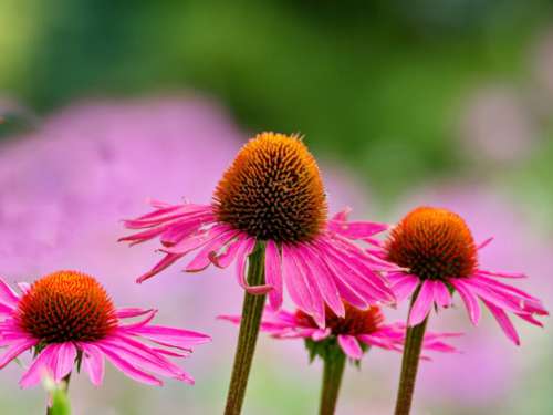 Pink Flower Blossoms Free Stock Photo
