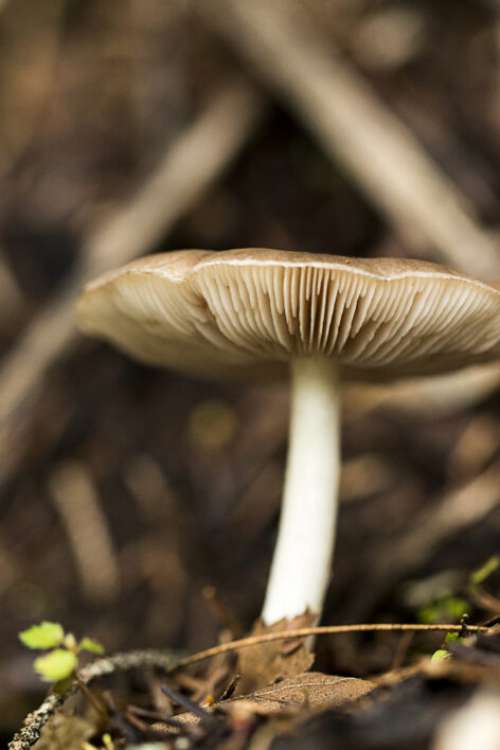 Mushroom Fungus Nature Free Stock Photo