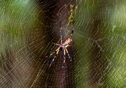 Spider Web Insect Free Stock Photo