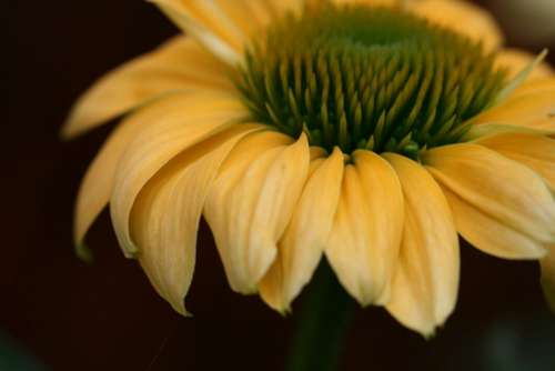 Yellow Flower Background Free Stock Photo