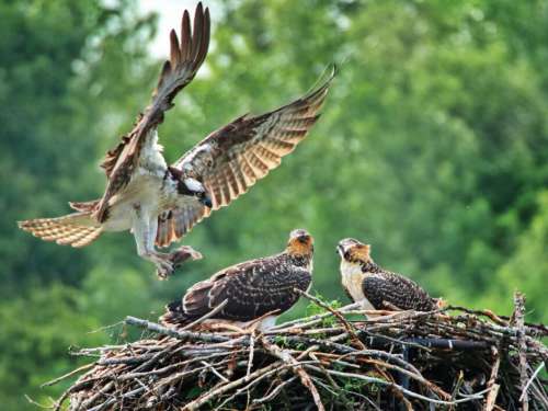 Hawk Bird Nature Free Stock Photo