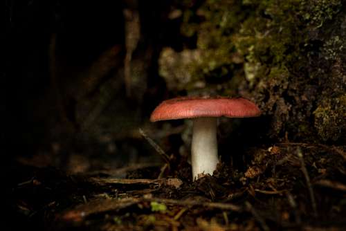 Mushroom Fungus Nature Free Stock Photo
