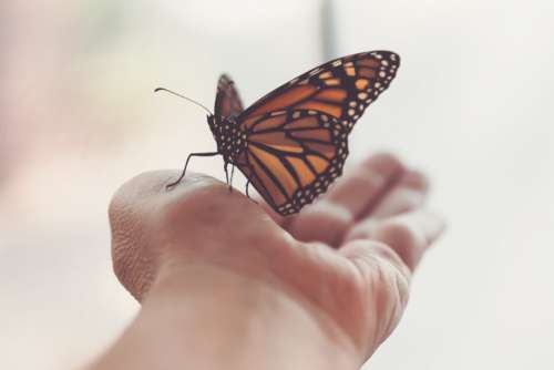 Butterfly Close Insect Free Stock Photo