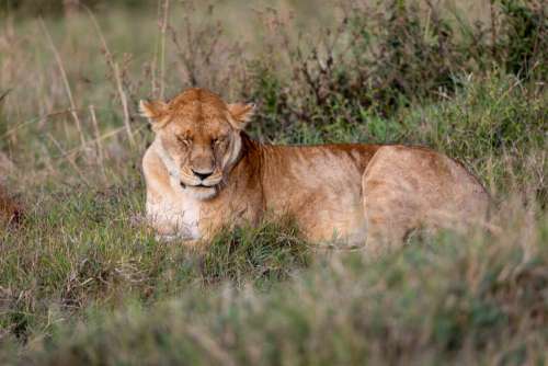 Africa Lion Cat Free Stock Photo