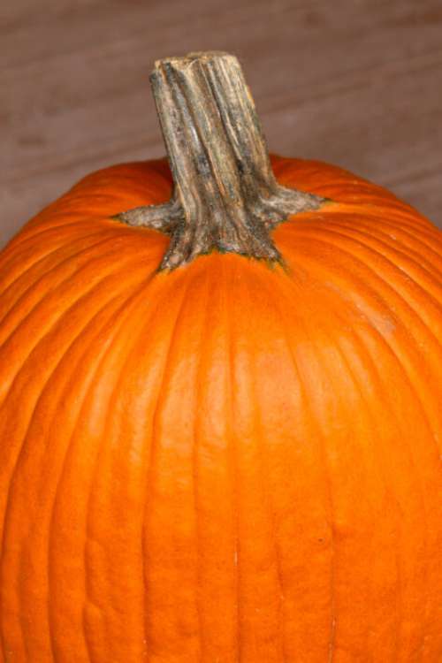 Autumn Pumpkin Fall Free Stock Photo