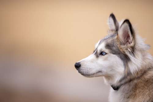 Husky Animal Dog Free Stock Photo
