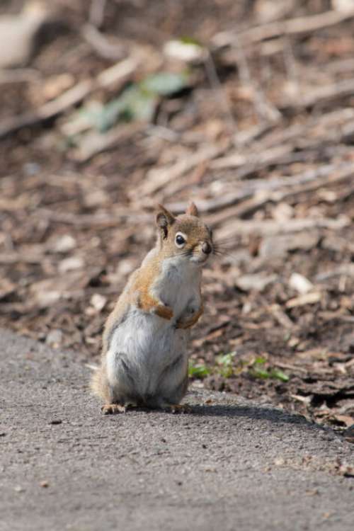 Squirrel Animal Nature Free Stock Photo